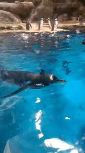 Menanti Kepulangan Penguin Kecil di Pesisir Low Head yang Memikat Wisatawan