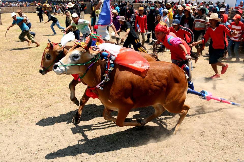 Karapan Sapi: Tradisi Balap Sapi Khas Madura
